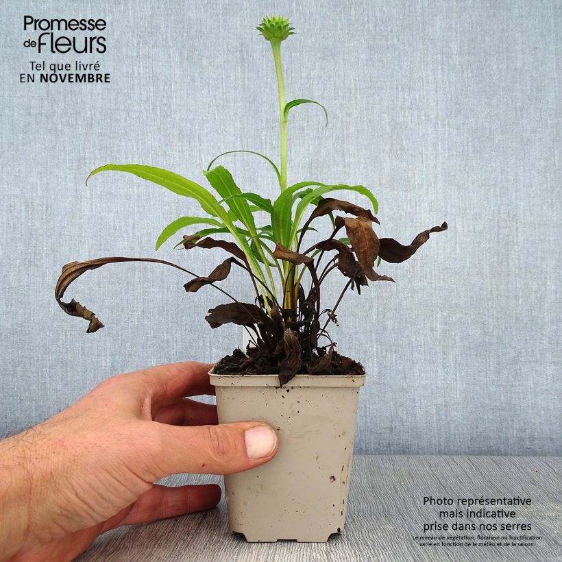 Exemplar von Echinacea purpurea Colourburst Orange - Sonnenhut Kleine Töpfe von 8/9 cm wie im Herbst geliefert