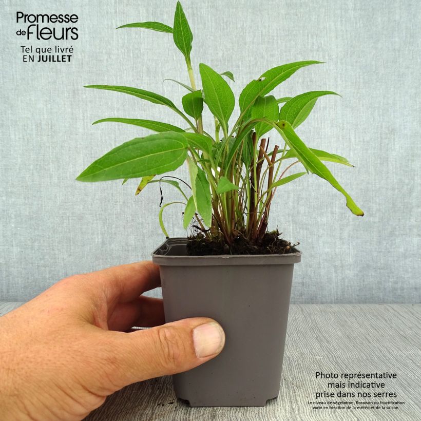 Exemplar von Echinacea Dark Shadows Wicked - Scheinsonnenhut Kleine Töpfe von 8/9 cm wie im Sommer geliefert