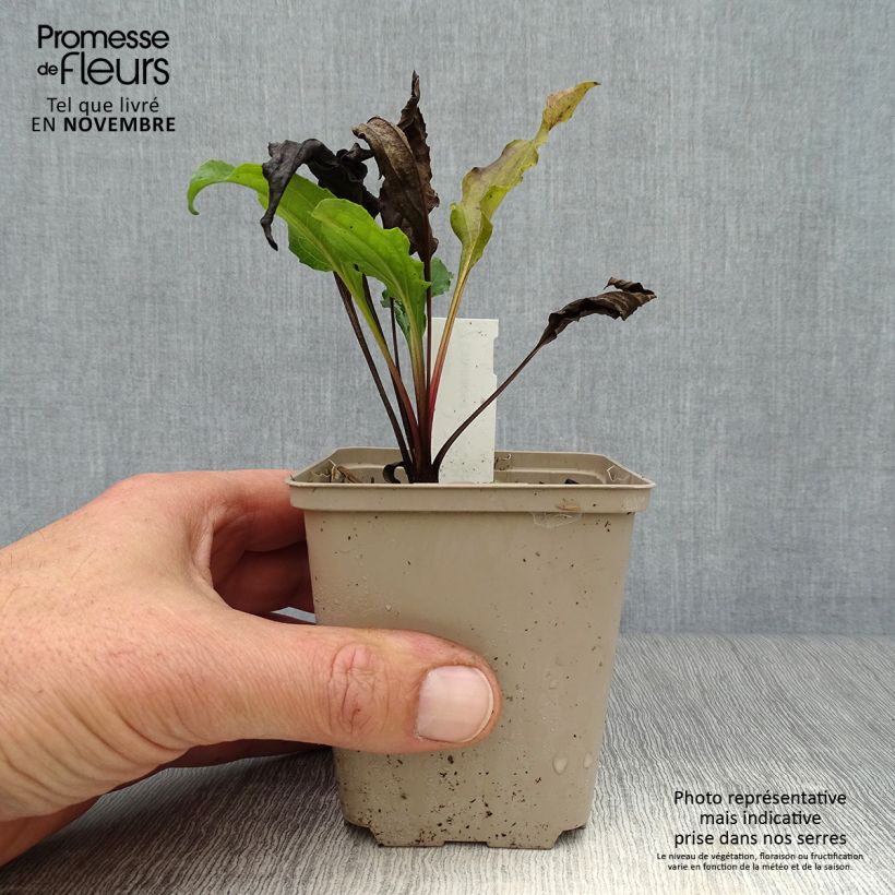 Exemplar von Echinacea purpurea Eccentric - Sonnenhut Kleine Töpfe von 8/9 cm wie im Herbst geliefert