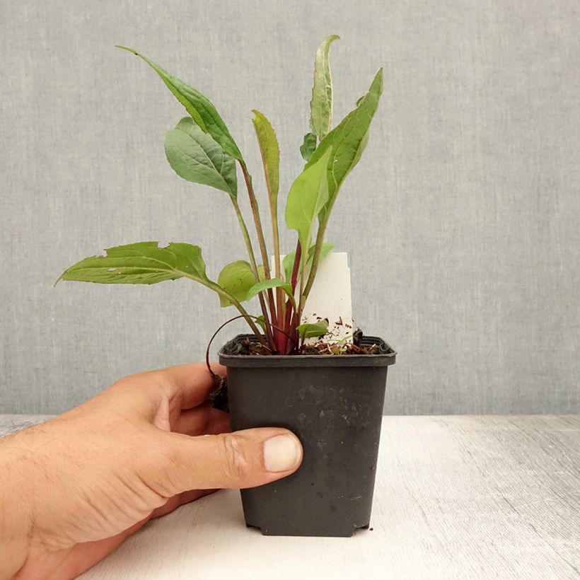 Exemplar von Echinacea purpurea Fatal Attraction - Sonnenhut Kleine Töpfe von 8/9 cm wie im Sommer geliefert