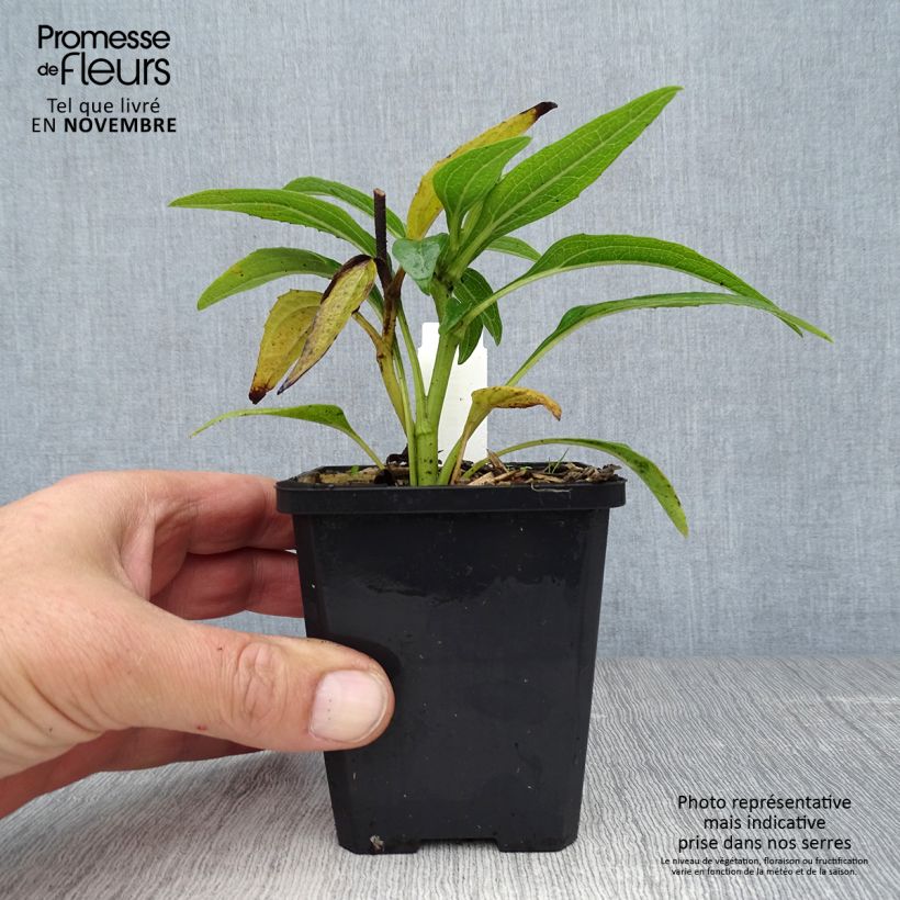 Exemplar von Echinacea purpurea Green Envy - Sonnenhut Kleine Töpfe von 8/9 cm wie im Herbst geliefert