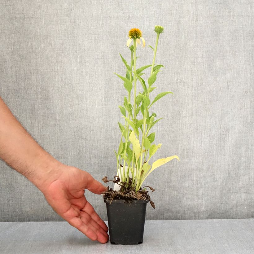 Exemplar von Echinacea purpurea Harvest Moon - Sonnenhut Kleine Töpfe von 8/9 cm wie im Sommer geliefert