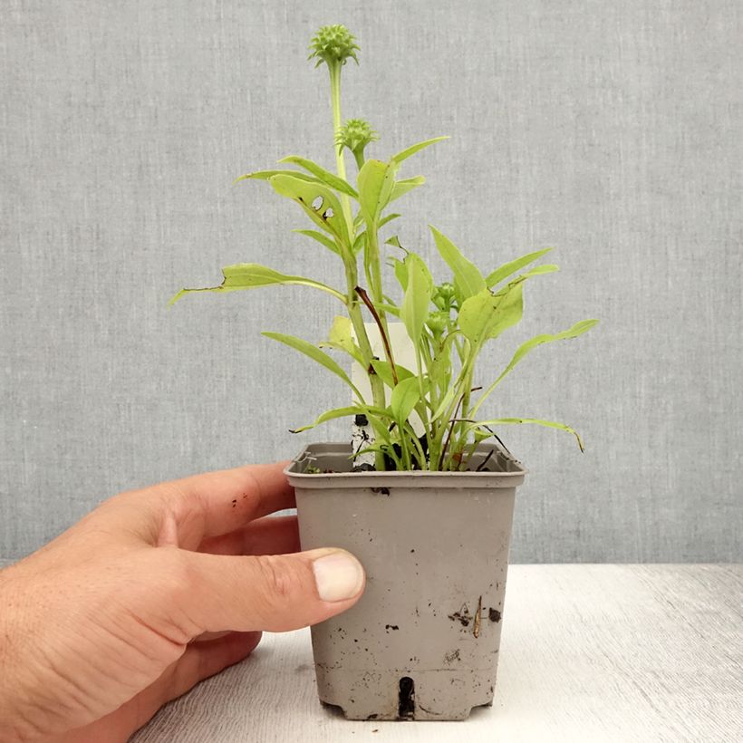 Exemplar von Echinacea Kismet White - Scheinsonnenhut Kleine Töpfe von 8/9 cm wie im Sommer geliefert