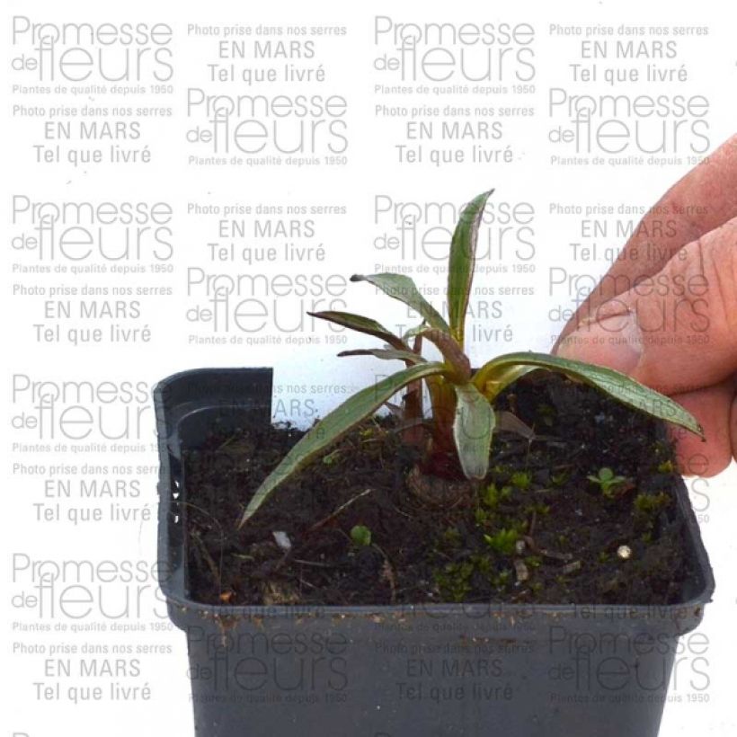 Beispiel eines Exemplars von Echinacea purpurea Summer Salsa - Sonnenhut Kleine Töpfe von 8/9 cm wie geliefert