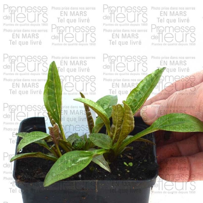 Beispiel eines Exemplars von Echinacea purpurea Pacific Summer - Sonnenhut Kleine Töpfe von 8/9 cm wie geliefert