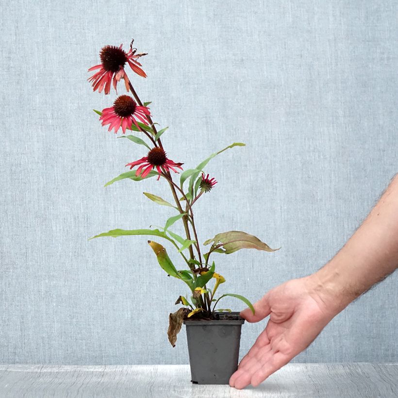 Exemplar von Echinacea purpurea Prima Ruby - Sonnenhut Kleine Töpfe von 8/9 cm wie im Sommer geliefert