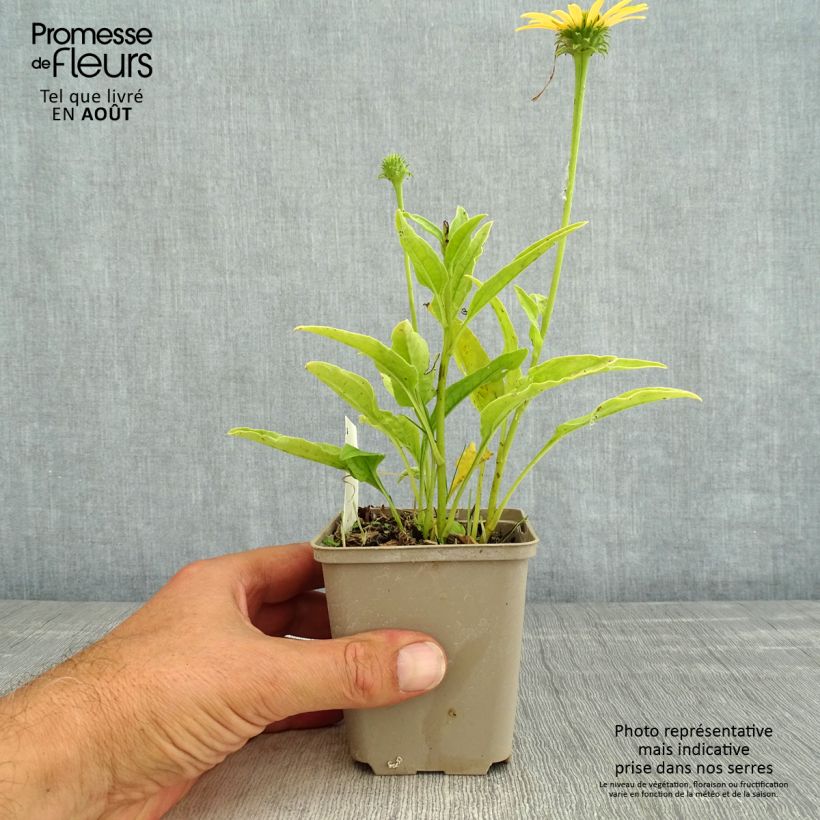 Exemplar von Echinacea purpurea Mac 'n' Cheese - Sonnenhut Kleine Töpfe von 8/9 cm wie im Sommer geliefert