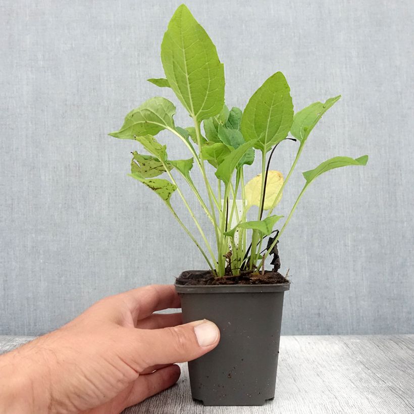 Exemplar von Echinacea purpurea Milkshake - Sonnenhut Kleine Töpfe von 8/9 cm wie im Sommer geliefert
