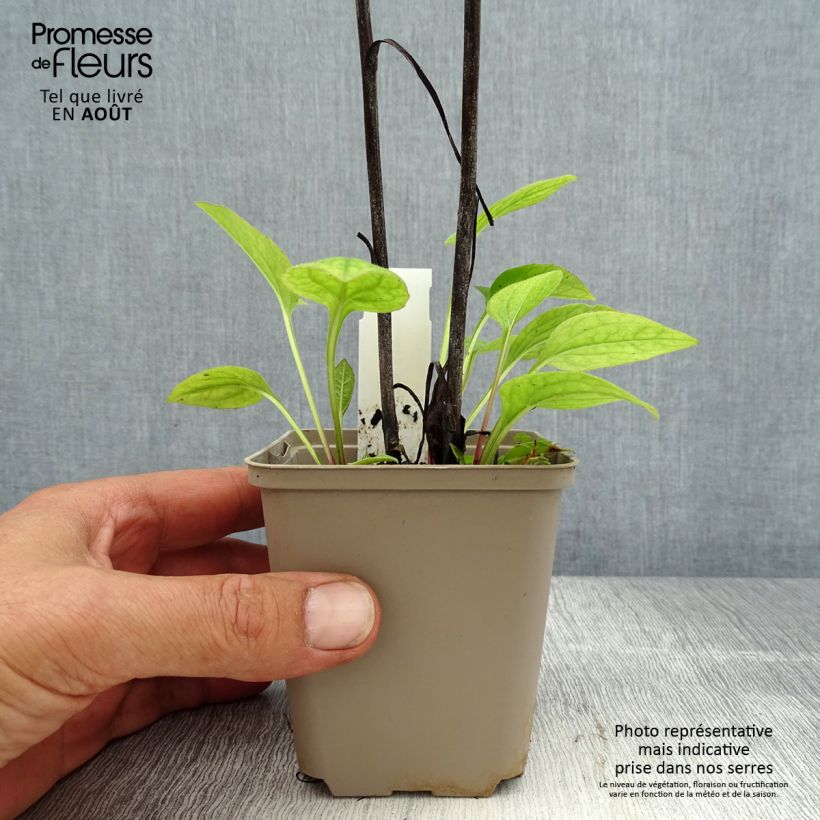 Exemplar von Echinacea purpurea Razzmatazz - Sonnenhut Kleine Töpfe von 8/9 cm wie im Sommer geliefert