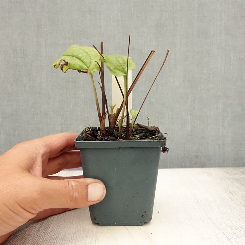 Exemplar von Echinacea purpurea Summer Cocktail - Sonnenhut Kleine Töpfe von 8/9 cm wie im Sommer geliefert