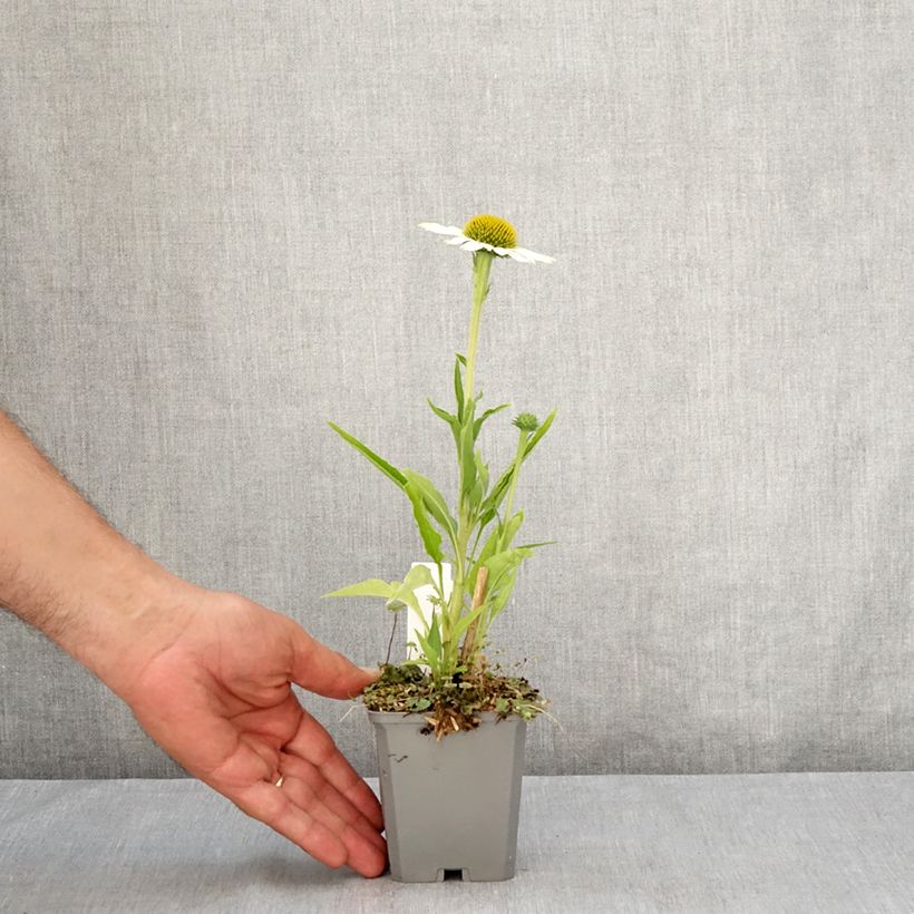 Exemplar von Echinacea purpurea White Meditation - Sonnenhut Kleine Töpfe von 8/9 cm wie im Sommer geliefert