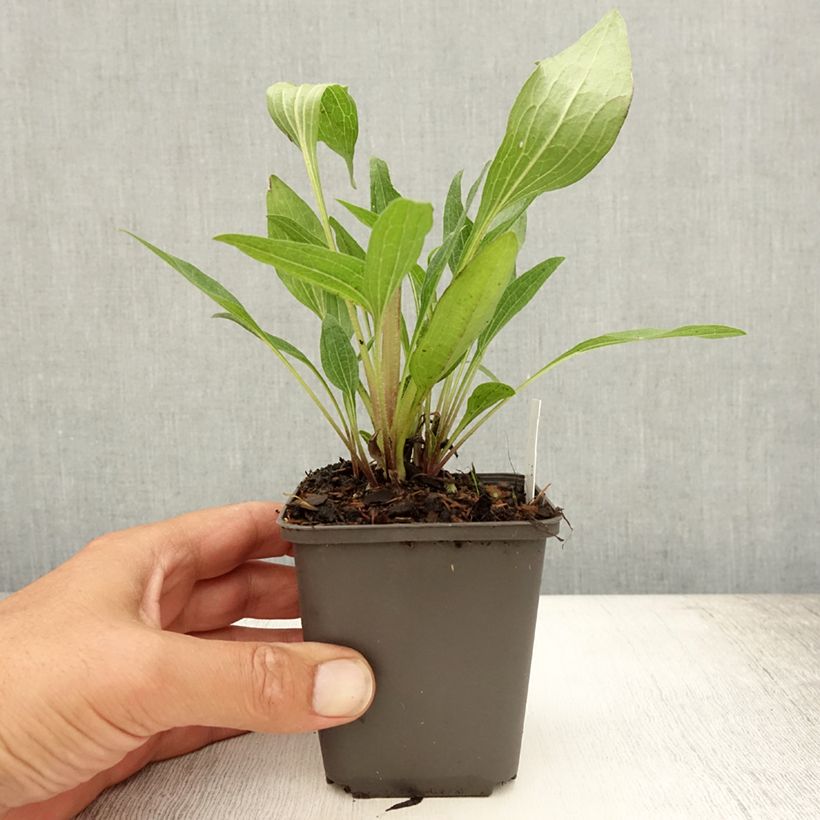 Exemplar von Echinacea purpurea Southern Belle - Sonnenhut Kleine Töpfe von 8/9 cm wie im Sommer geliefert