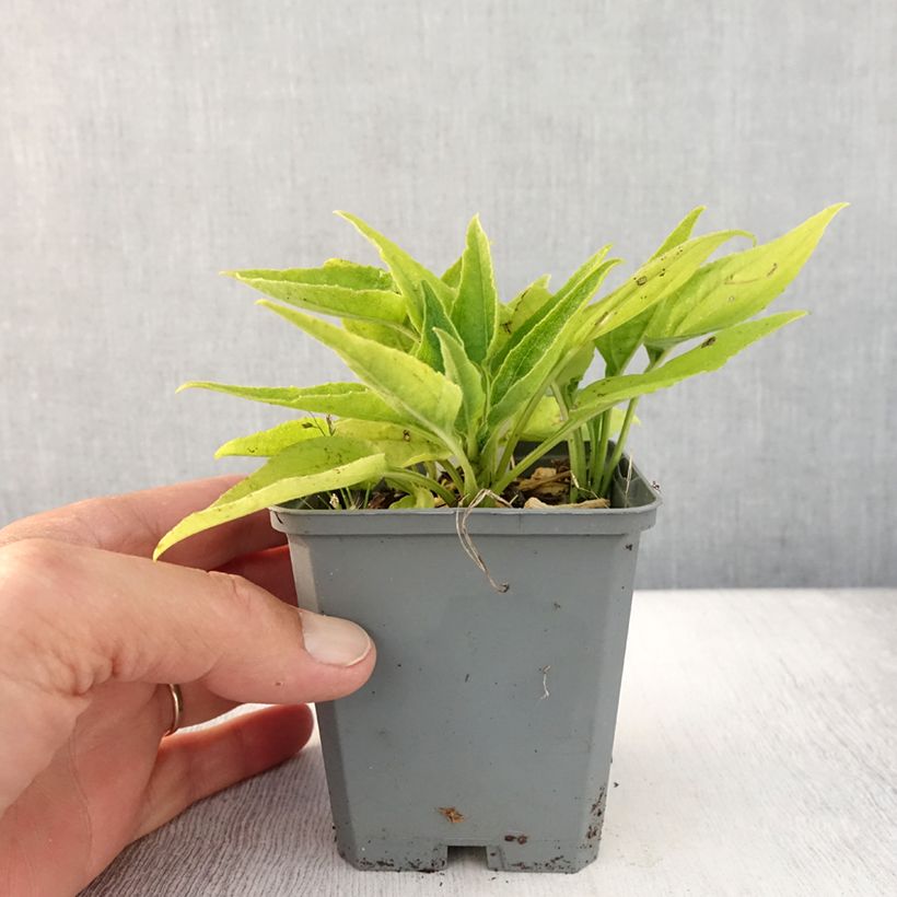 Exemplar von Echinacea purpurea SunSeekers Apple Green - Sonnenhut Kleine Töpfe von 8/9 cm wie im Sommer geliefert
