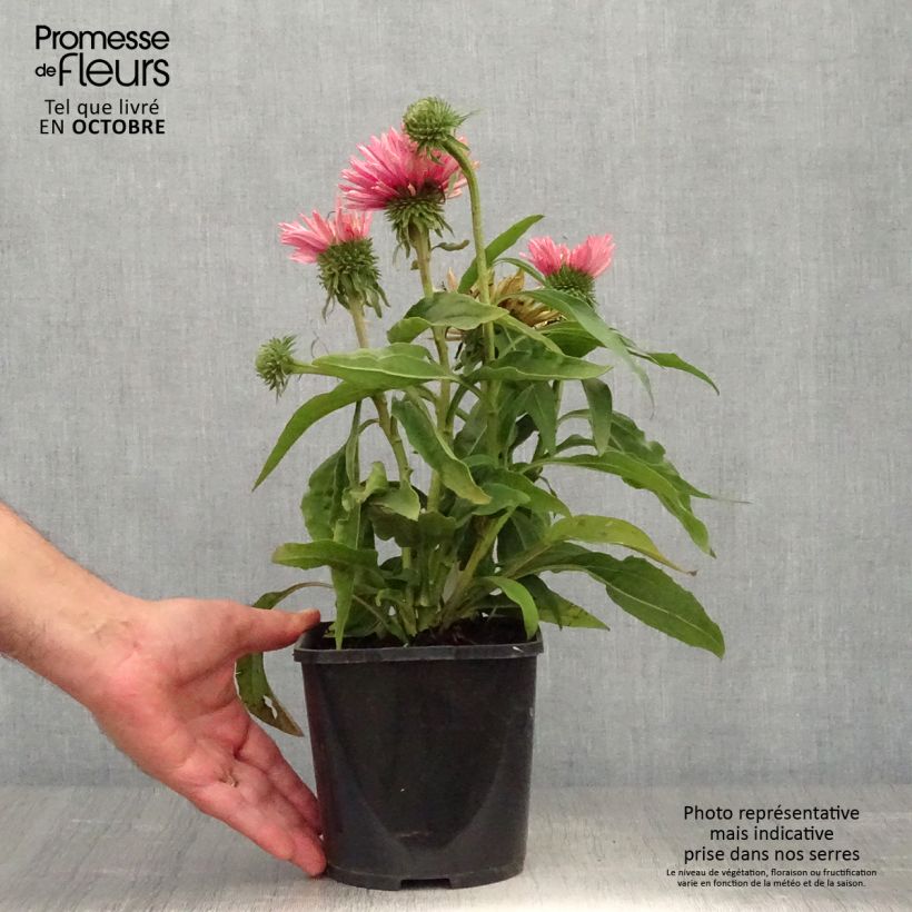 Exemplar von Echinacea purpurea SunSeekers Salmon - Sonnenhut Topf mit 2L/3L wie im Herbst geliefert