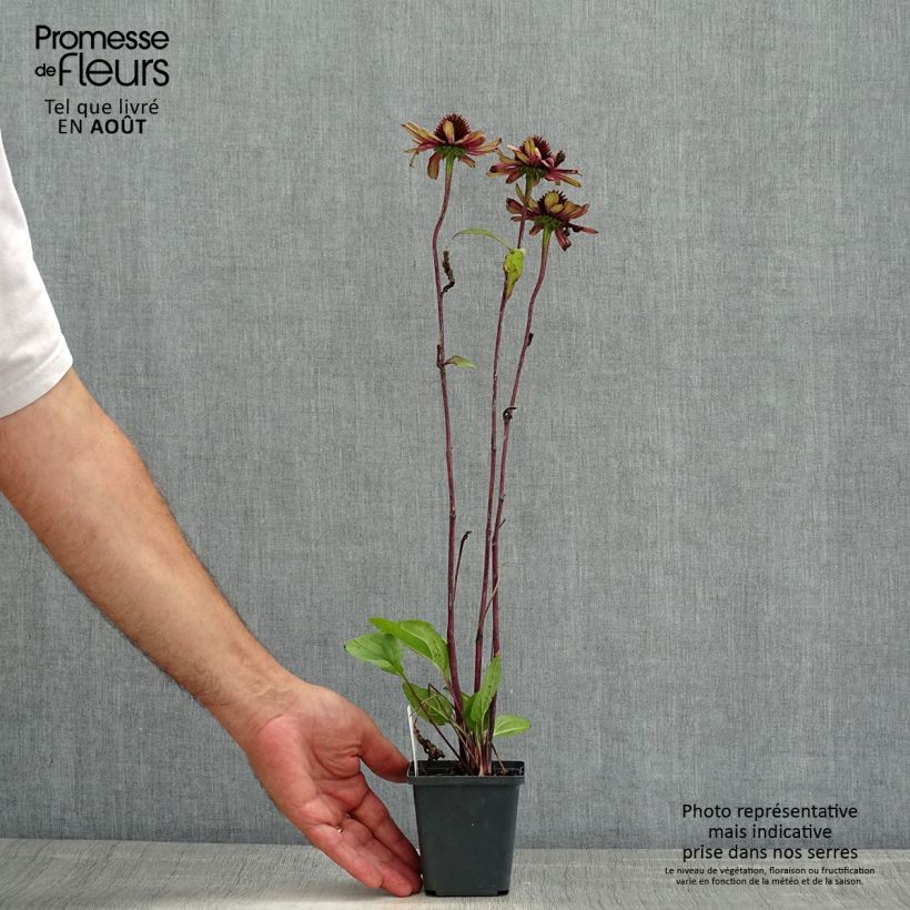Exemplar von Echinacea Sweet Sandia - Scheinsonnenhut Kleine Töpfe von 8/9 cm wie im Sommer geliefert