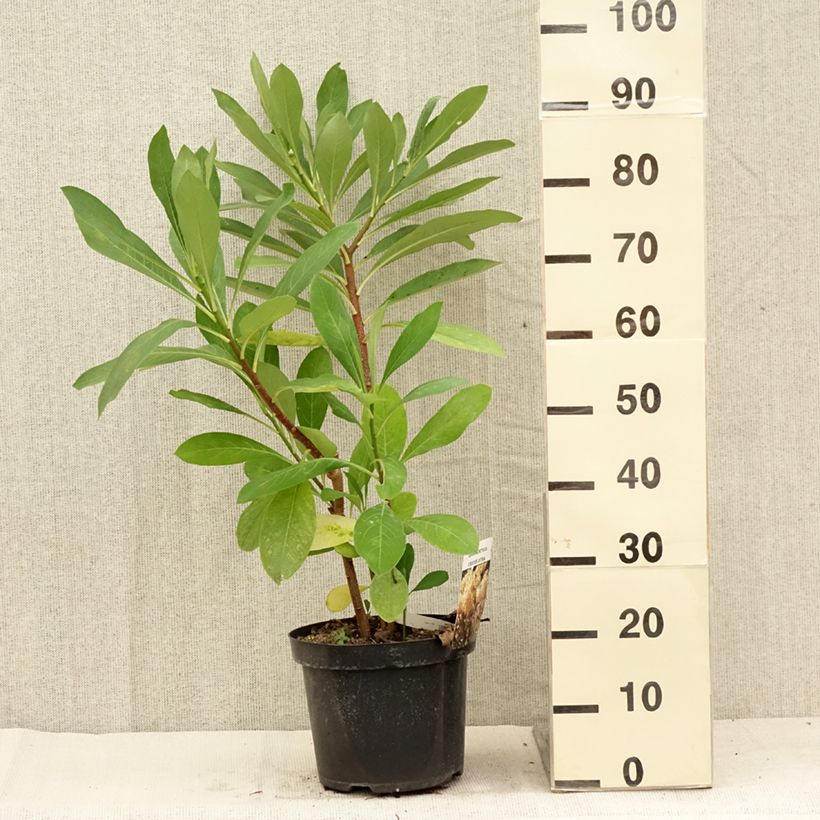 Exemplar von Edgeworthia chrysantha - Edgeworthie Topf mit 3L/4L wie im Sommer geliefert