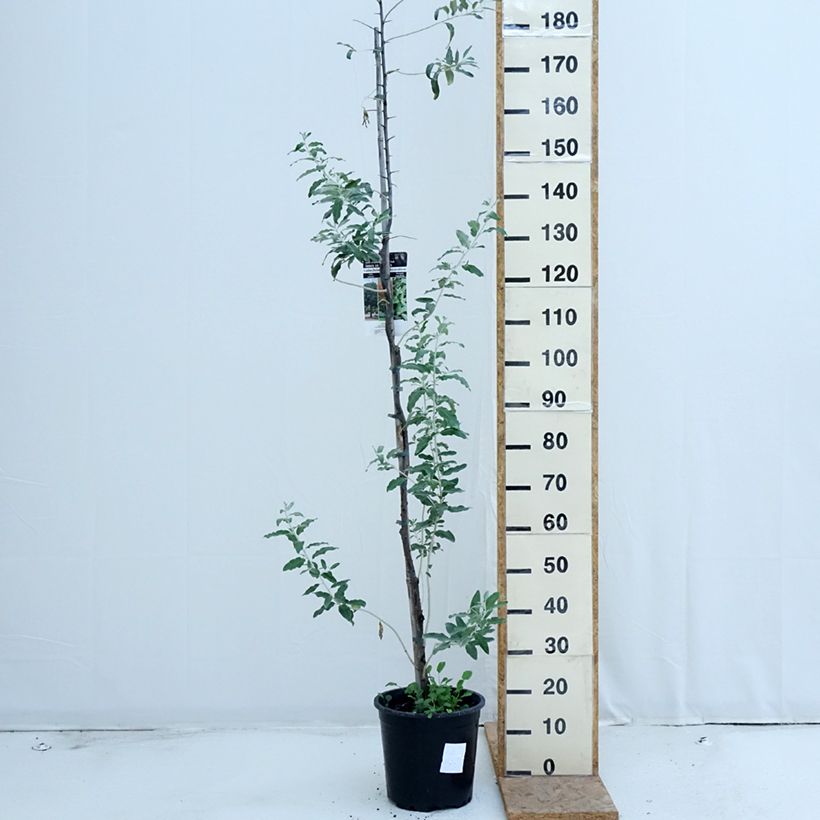 Exemplar von Schmalblättrige Ölweide - Elaeagnus angustifolia Topf mit 7,5L/10L wie im Sommer geliefert