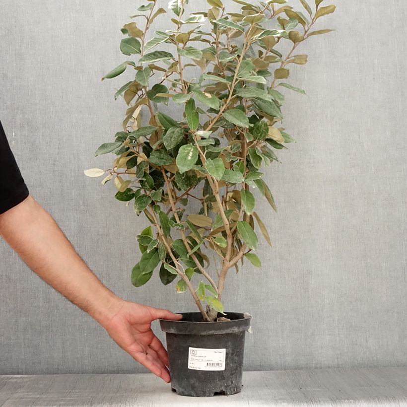 Exemplar von Wintergrüne Ölweide - Elaeagnus ebbingei Topf mit 2L/3LGelieferte Höhe ca. 20/30cm wie im Sommer geliefert