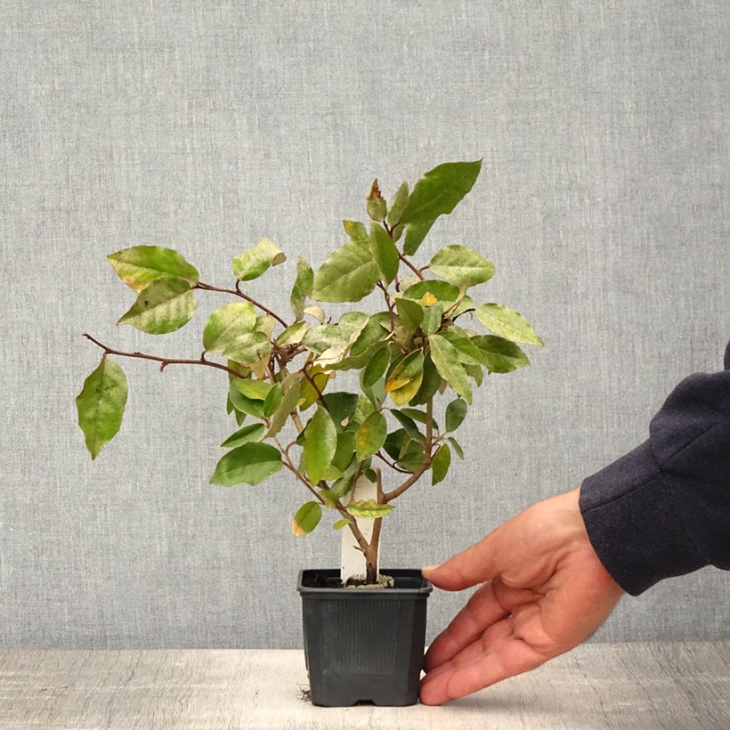 Exemplar von Wintergrüne Ölweide - Elaeagnus ebbingei Kleine Töpfe von 8/9 cm wie im Frühjahr geliefert