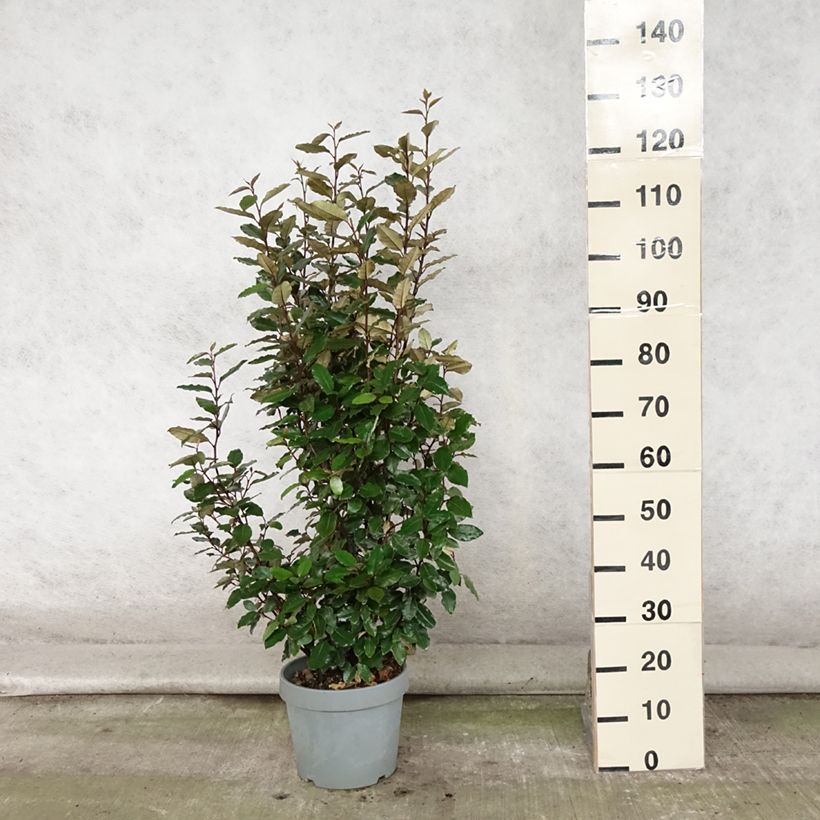 Exemplar von Wintergrüne Ölweide Compacta - Elaeagnus ebbingei Topf mit 7,5L/10L wie im Sommer geliefert