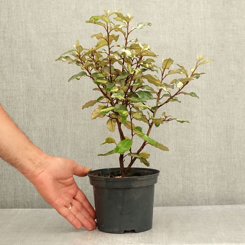Exemplar von Wintergrüne Ölweide Limelight - Elaeagnus ebbingei Topf mit 2L/3L wie im Sommer geliefert