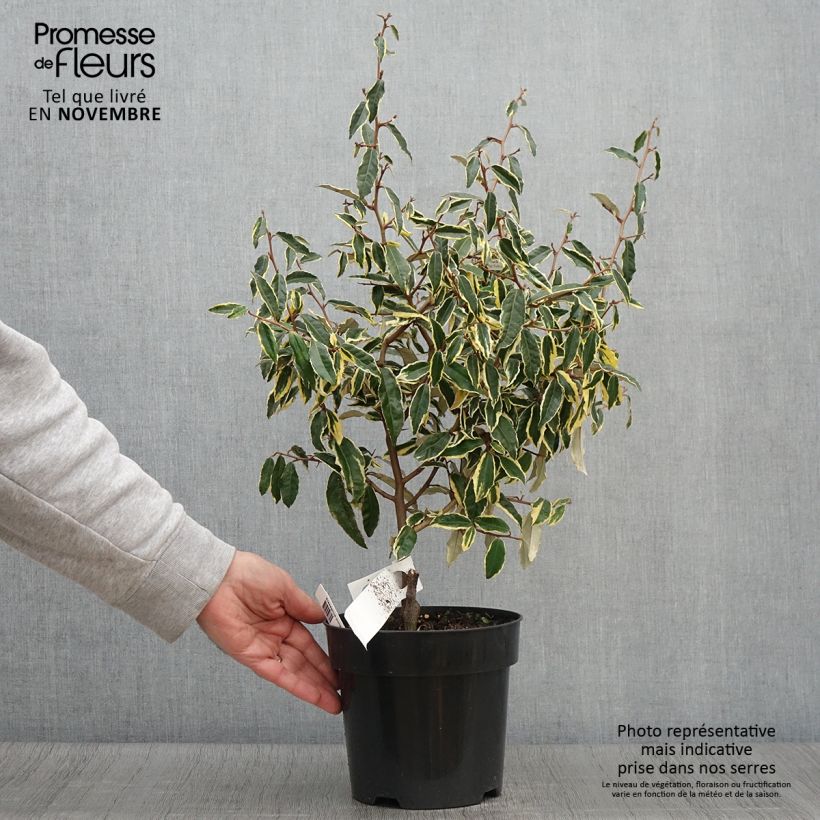Exemplar von Stechende Ölweide Hosuba Fukurin - Elaeagnus pungens Topf mit 3L/4L wie im Herbst geliefert