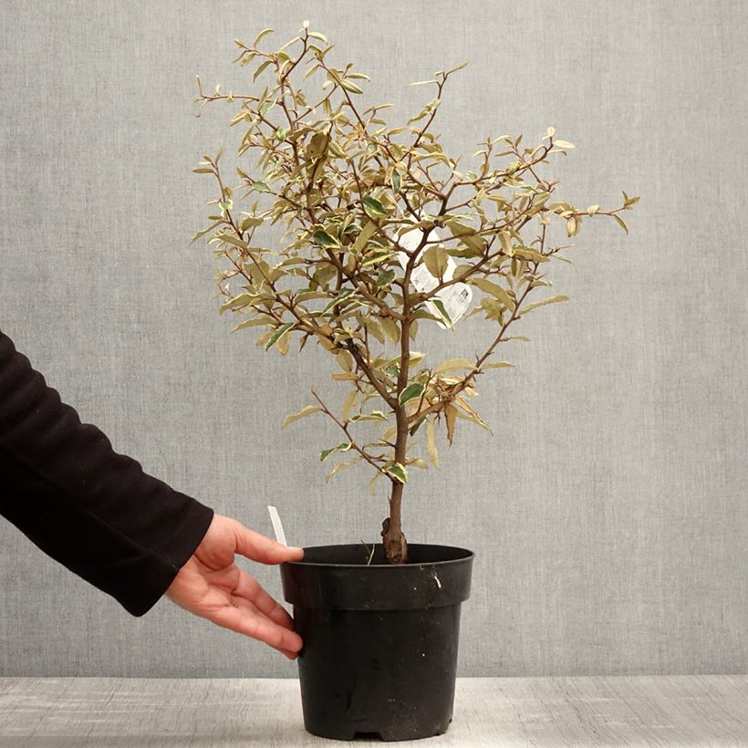 Exemplar von Stechende Ölweide Hosuba Fukurin - Elaeagnus pungens Topf mit 3L/4L wie im Frühjahr geliefert