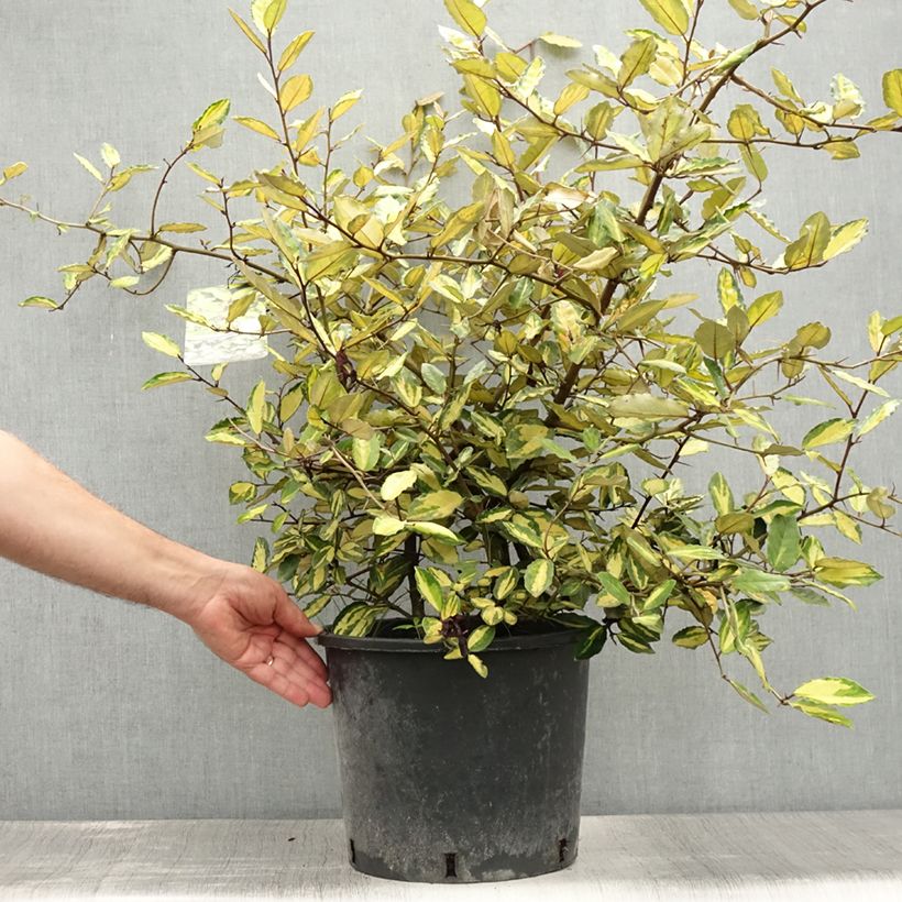 Exemplar von Stechende Ölweide Maculata - Elaeagnus pungens Topf mit 12L/15L wie im Sommer geliefert