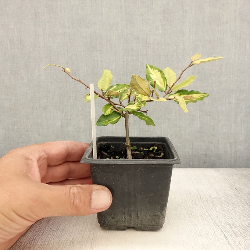 Exemplar von Stechende Ölweide Maculata - Elaeagnus pungens Kleine Töpfe von 8/9 cmGelieferte Höhe ca. 10/15cm wie im Sommer geliefert