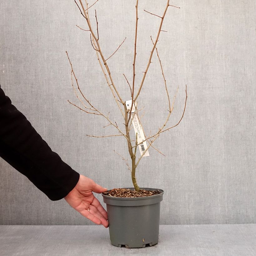 Exemplar von Korallen-Ölweide - Elaeagnus umbellata Topf mit 3L/4L wie im Winter geliefert