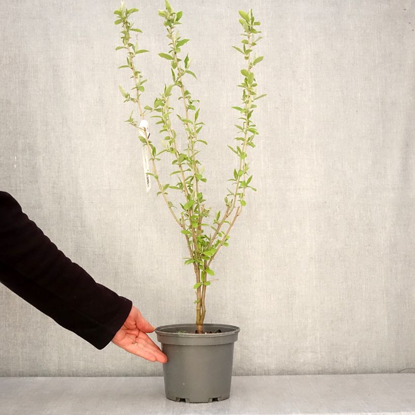 Exemplar von Korallen-Ölweide - Elaeagnus umbellata Topf mit 3L/4LGelieferte Höhe ca. 40/60cm wie im Frühjahr geliefert