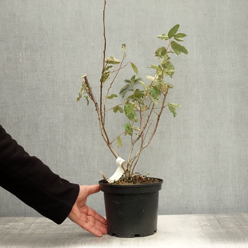 Exemplar von Korallen-Ölweide Pointilla Sweet'N'Sour' - Elaeagnus umbellata Topf mit 2L/3L wie im Herbst geliefert