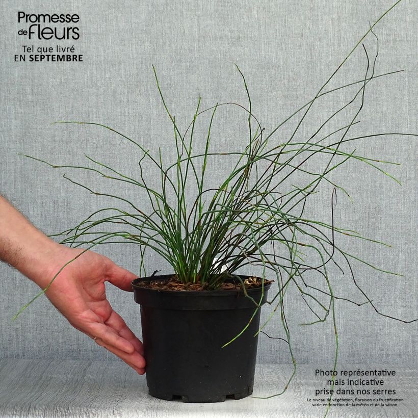 Exemplar von Elegia capensis - Fontänen-Binse Topf mit 2L/3L wie im Herbst geliefert