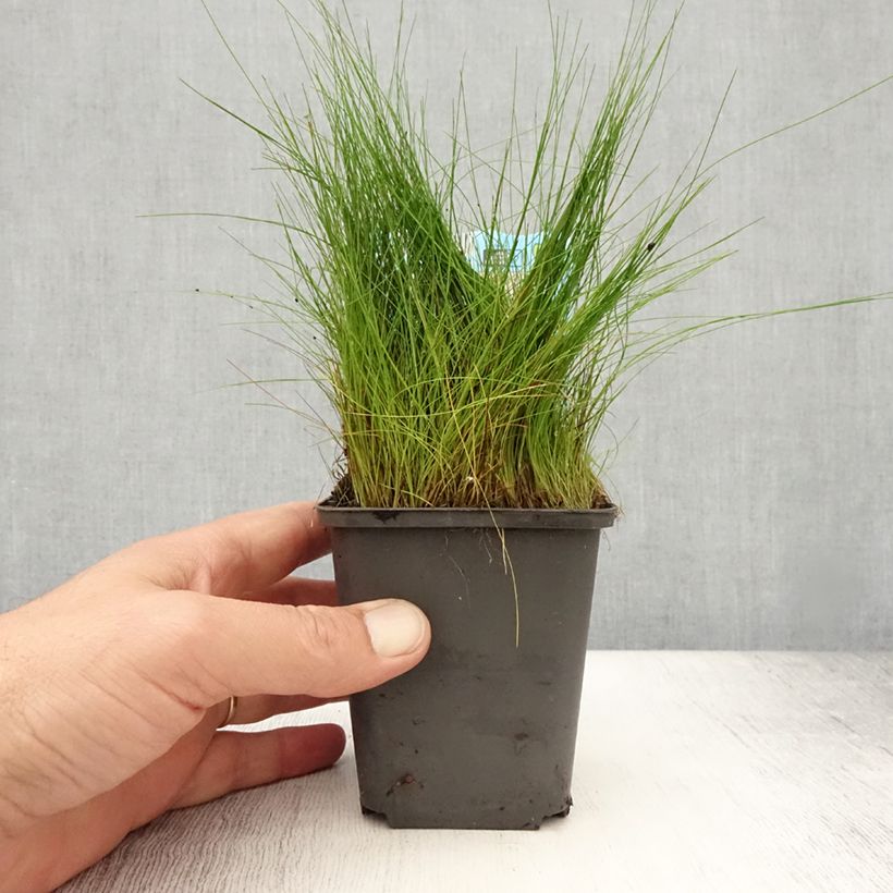 Exemplar von Eleocharis acicularis - Nabel-Sumpfried Kleine Töpfe von 8/9 cm wie im Sommer geliefert