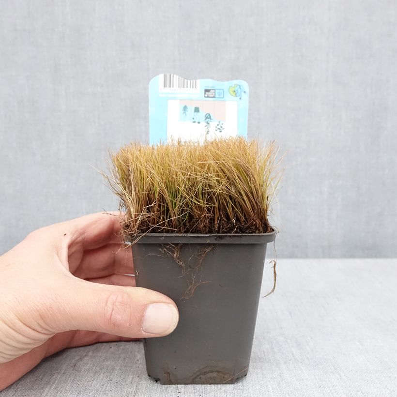 Exemplar von Eleocharis acicularis - Nabel-Sumpfried Kleine Töpfe von 8/9 cm wie im Frühjahr geliefert