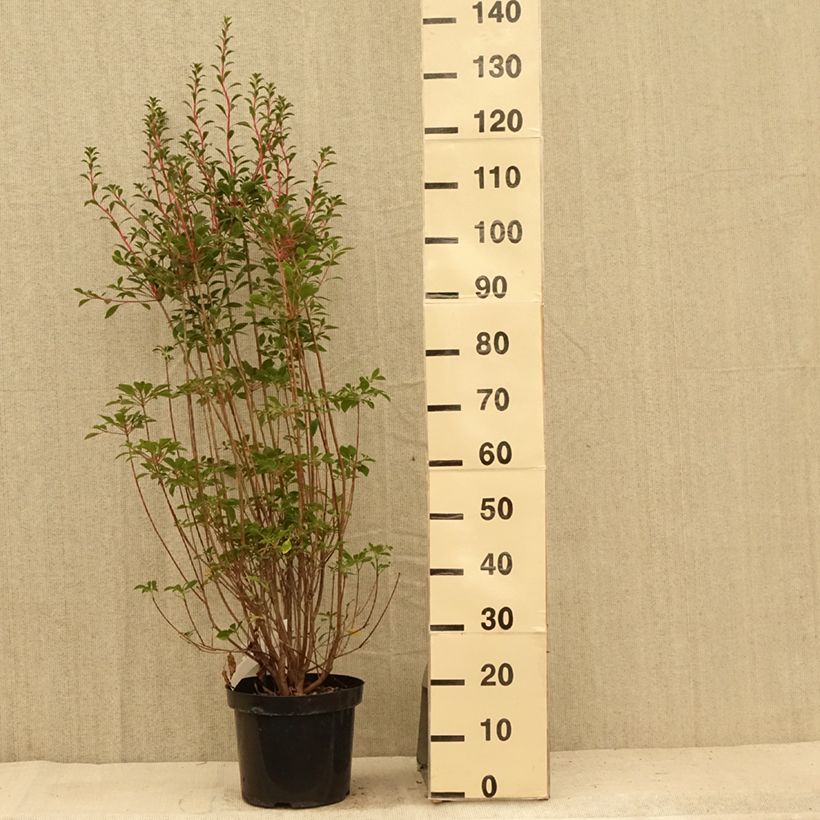 Exemplar von Enkianthus campanulatus - Prachtglocke Topf mit 7,5L/10L wie im Sommer geliefert