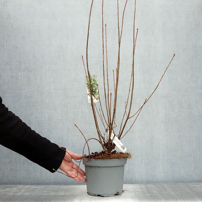 Exemplar von Enkianthus campanulatus Prettycoat - Prachtglocke Topf mit 2L/3L wie im Herbst geliefert