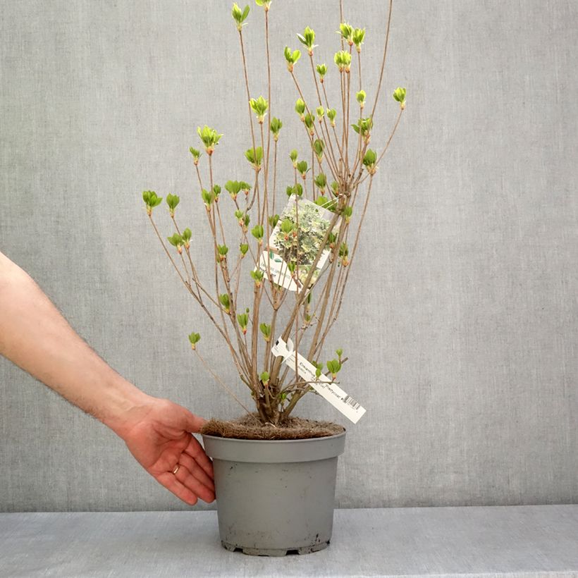 Exemplar von Enkianthus campanulatus Prettycoat - Prachtglocke Topf mit 4L/5L wie im Frühjahr geliefert