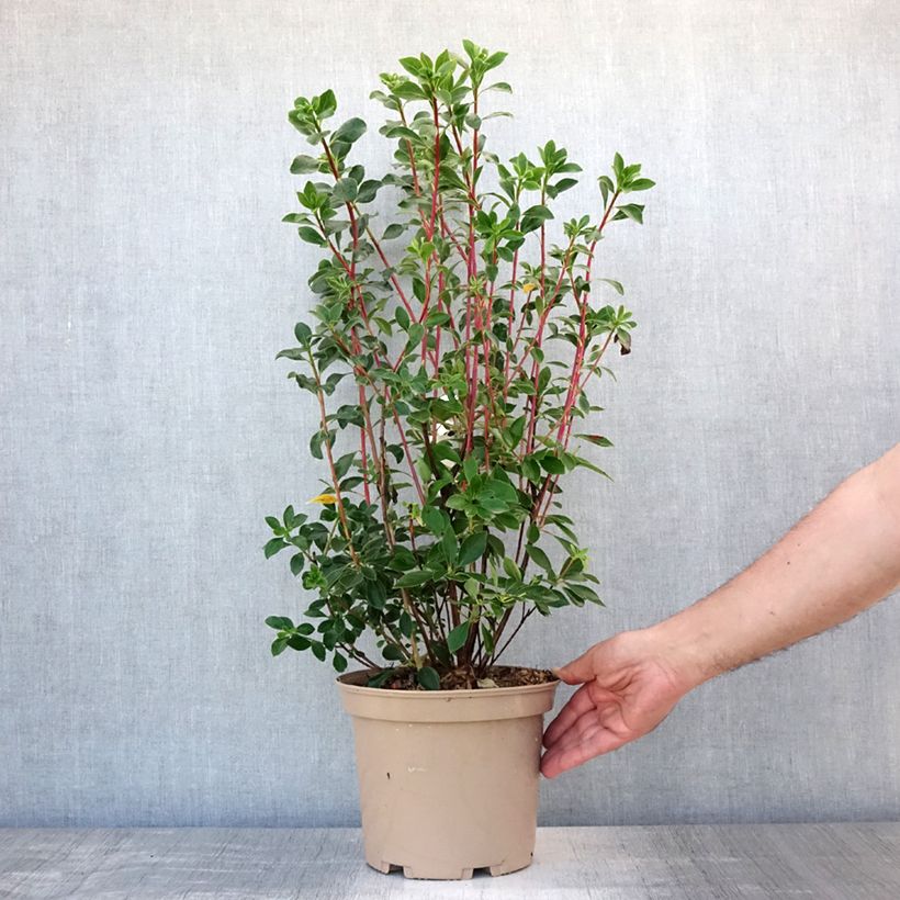 Exemplar von Enkianthus campanulatus Red Bells - Prachtglocke Topf mit 3L/4L wie im Sommer geliefert