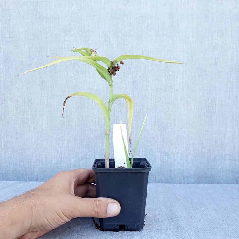 Exemplar von Tradescantia andersoniana Karminglut - Dreimasterblume Kleine Töpfe von 8/9 cm wie im Sommer geliefert
