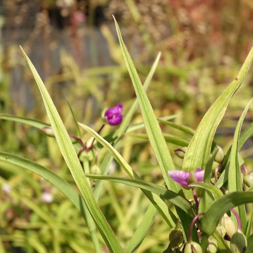 Tradescantia andersoniana Karminglut - Dreimasterblume (Laub)
