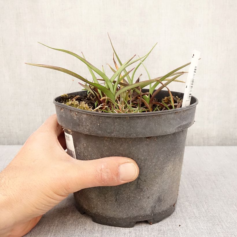 Exemplar von Tradescantia andersoniana Ocean Blue - Dreimasterblume Topf mit 2L/3L wie im Frühjahr geliefert