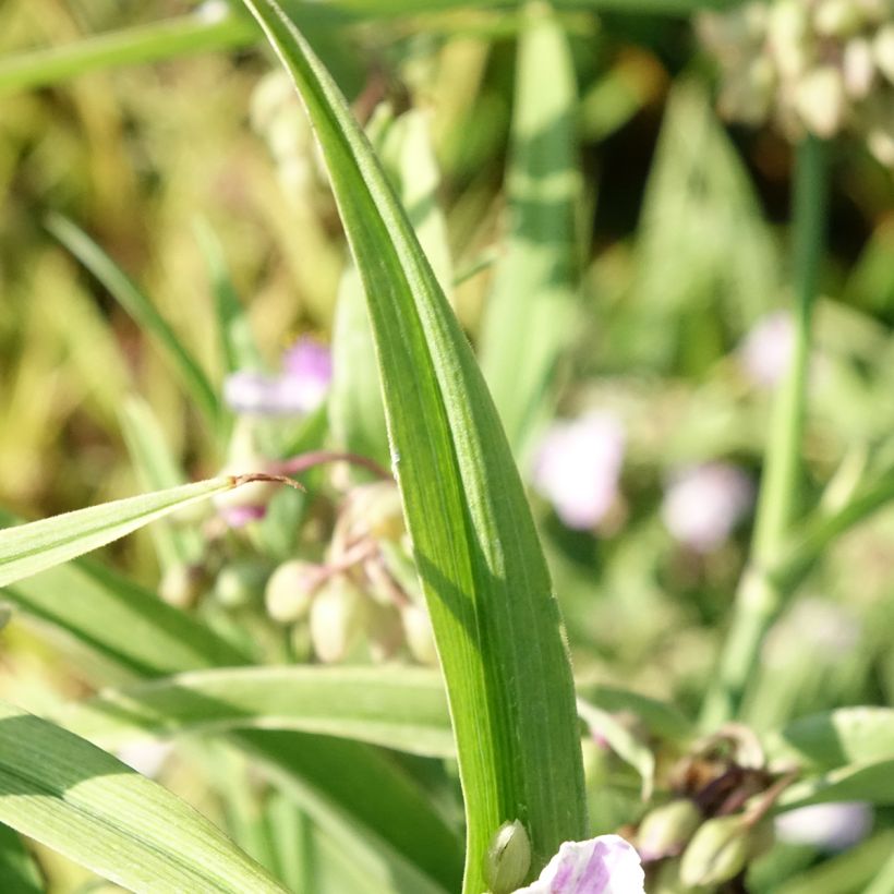 Tradescantia andersoniana Pink Chablis - Dreimasterblume (Laub)