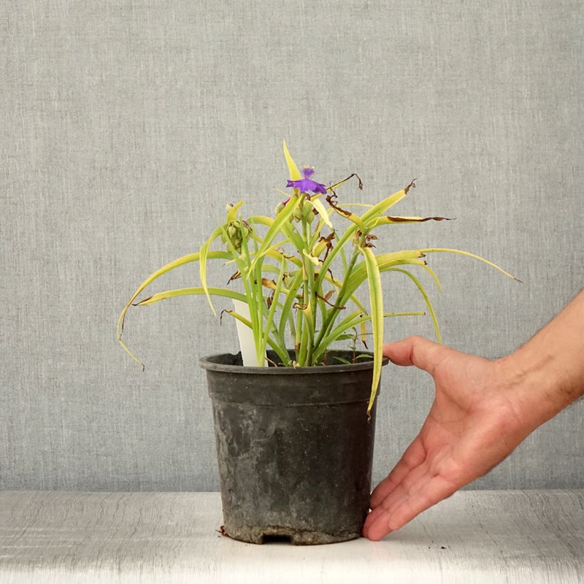 Exemplar von Tradescantia andersoniana Sweet Kate - Dreimasterblume Topf mit 2L/3L wie im Sommer geliefert