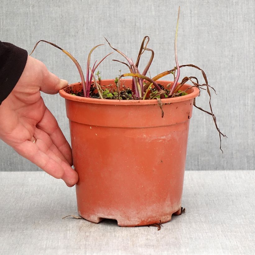 Exemplar von Tradescantia andersoniana Sweet Kate - Dreimasterblume Topf mit 2L/3L wie im Frühjahr geliefert