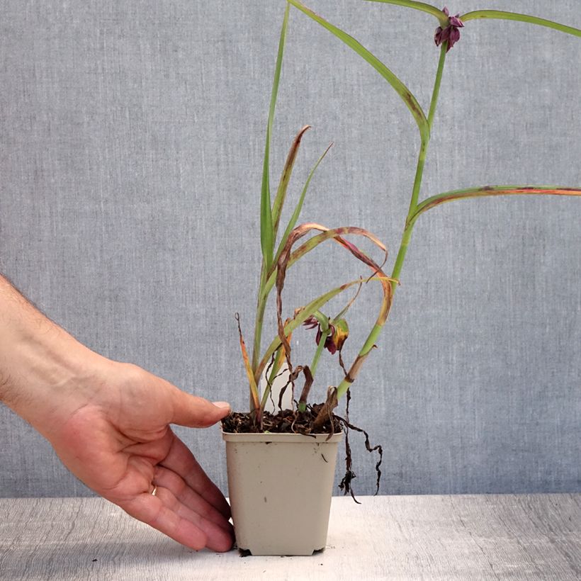 Exemplar von Tradescantia andersoniana Concord Grape - Dreimasterblume Kleine Töpfe von 8/9 cm wie im Sommer geliefert