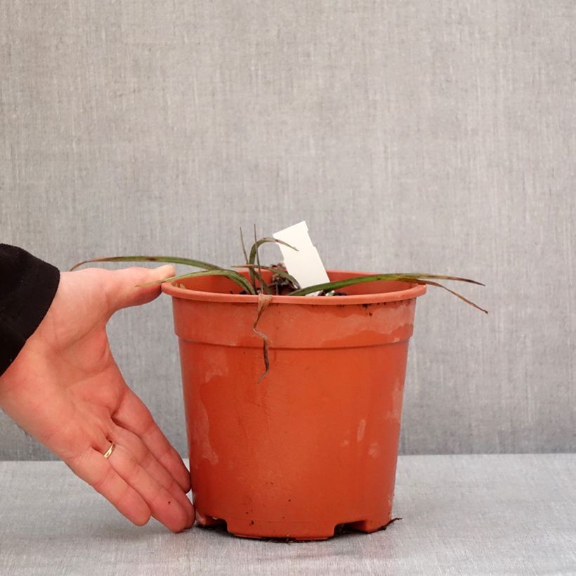 Exemplar von Tradescantia andersoniana Concord Grape - Dreimasterblume Topf mit 2L/3L wie im Winter geliefert