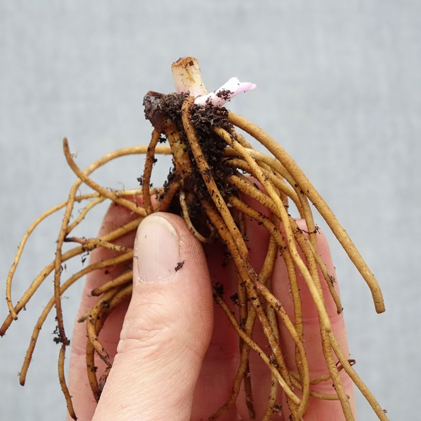 Exemplar von Tradescantia andersoniana Concord Grape - Dreimasterblume Wurzelnackt wie im Winter geliefert