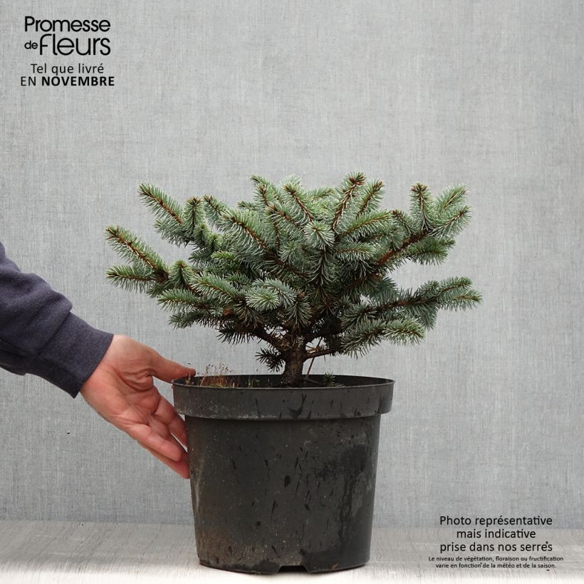 Exemplar von Picea pungens Glauca Globosa Topf mit 2L/3L wie im Herbst geliefert