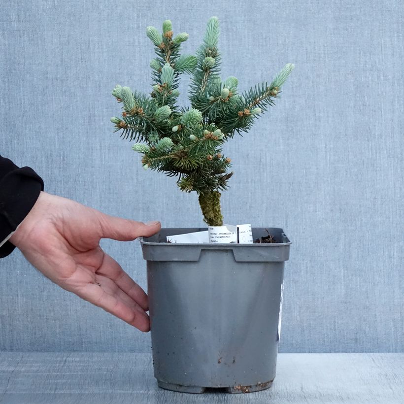 Exemplar von Picea pungens Glauca Globosa Topf mit 2L/3L wie im Frühjahr geliefert